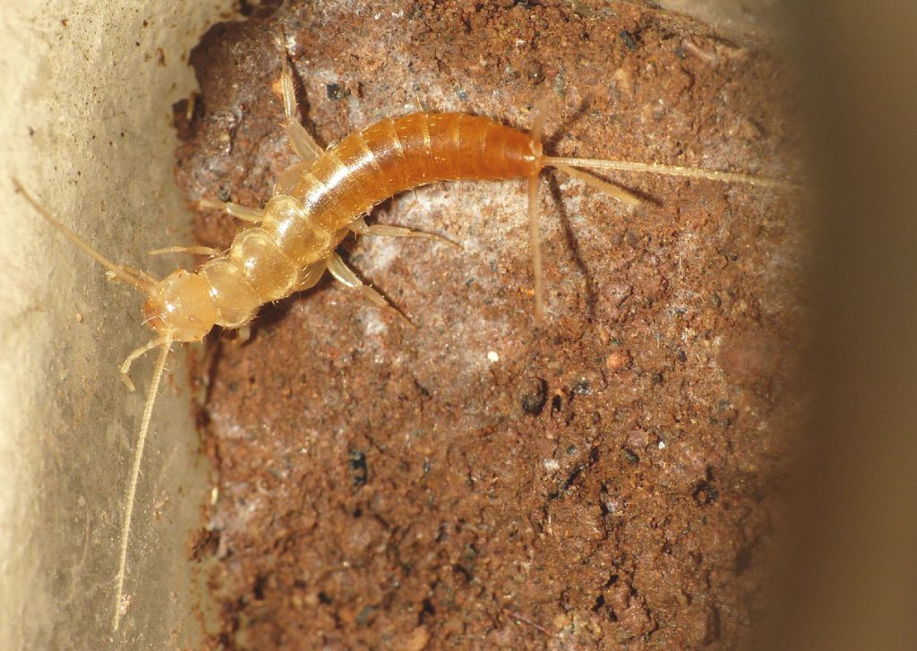 Zigentoma? S�. Coletinia sp. (Nicoletidae)